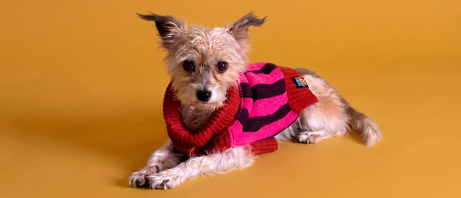 Perrito con suéter Japi Japi rojo y rosa echado sobre fondo mostaza