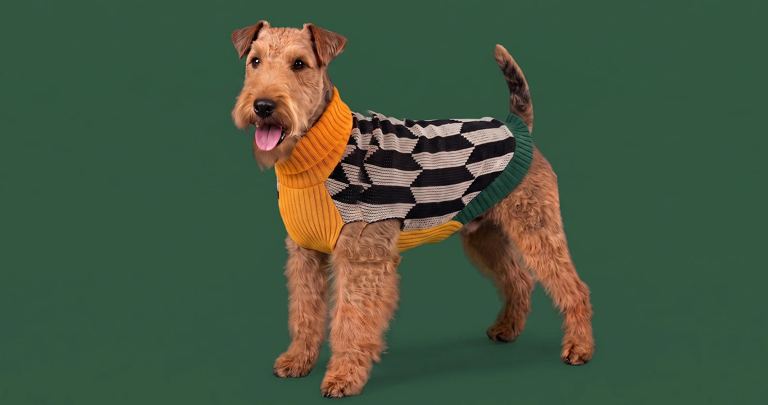 Airedale terrier con suéter Japi Japi a cuadros en amarillo y verde