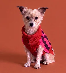 Perrito con el nuevo suéter Japi Japi S5