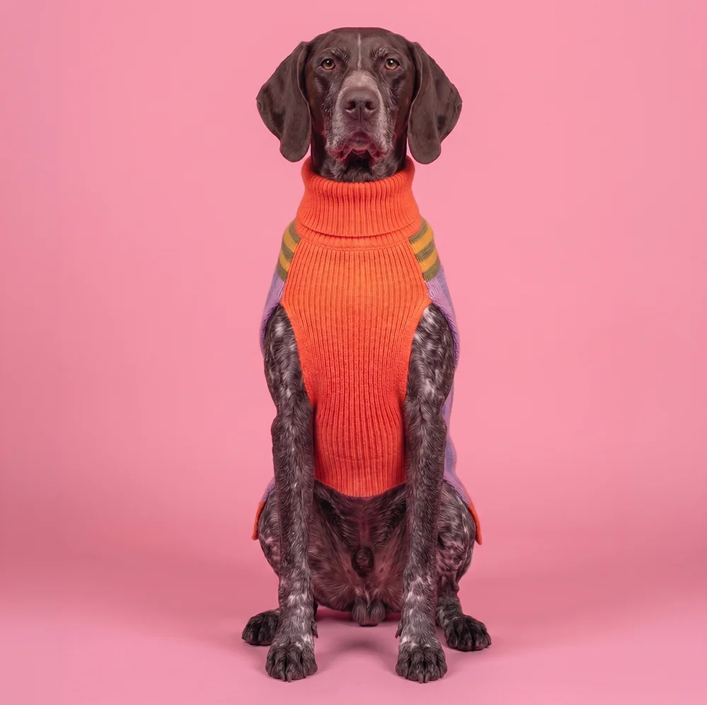 Perro de orejas grandes con el suéter Japi Japi Elvis puesto, sobre fondo amarillo mostaza
