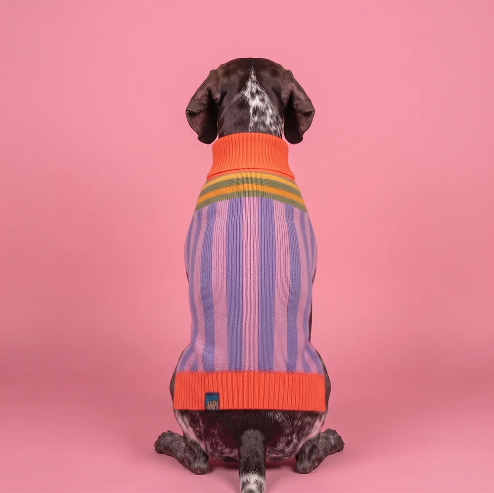 Corgi con el suéter Japi Japi Elvis puesto, sobre fondo morado
